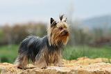 YORKSHIRE TERRIER 630